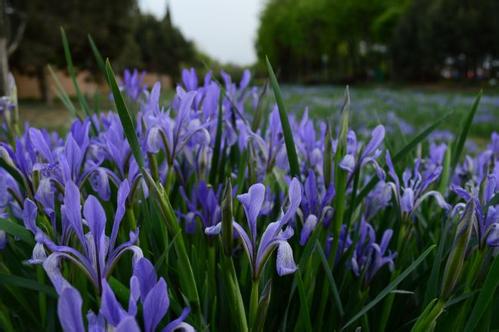 �β����ֲ��������ô��ֲ���� �β��ֲע�������������