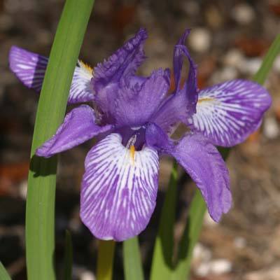 �β�������������ʲôʱ���� �β��������ô����ֲ��������