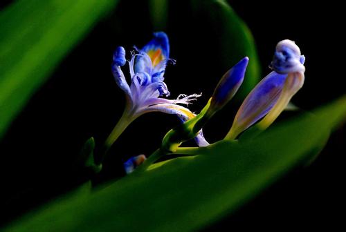 鸢尾种子有什么作用是心形的吗图 鸢尾种子有药用价值吗可以吃吗