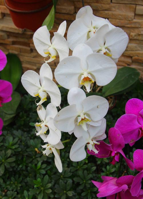 ��������ô����ʲô����� ��������������ֳ������ͼ��ע������