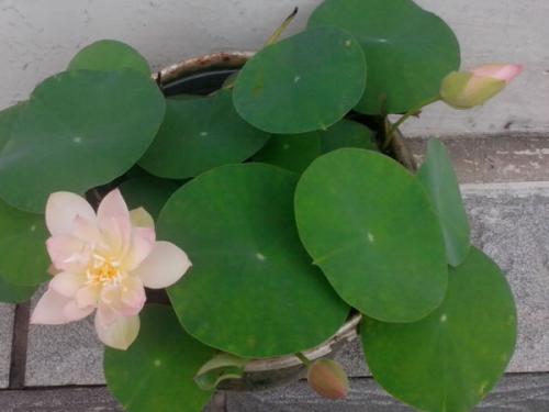 ˯����������һ��Ʒ�����������˯����������