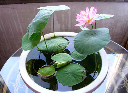 ����Ϊʲô������, �����������ĳ���ԭ���������������ܿ���