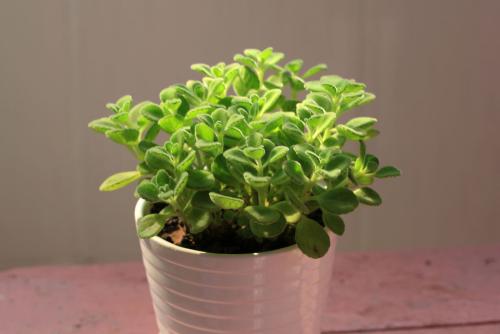 碰碰香真的能驱蚊吗会不会有毒?碰碰香能放在卧室吗有什么作用