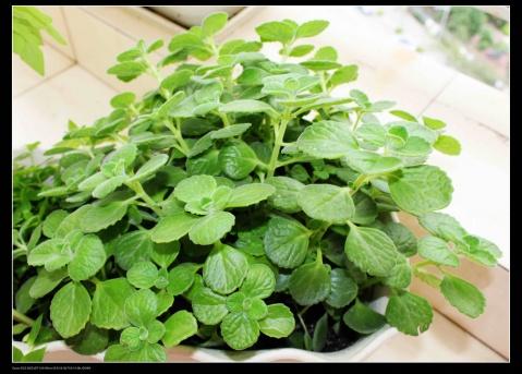 碰碰香真的能驱蚊吗会不会有毒?碰碰香能放在卧室吗有什么作用