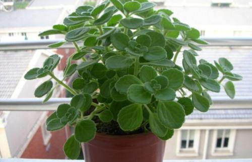 �����������������᲻���ж����������ܷ�����������ʲô����