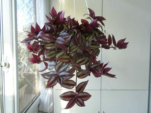 吊竹梅有毒吗可以放卧室吗 吊竹梅的功效与作用有哪些