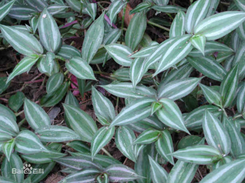 吊竹梅有毒吗可以放卧室吗 吊竹梅的功效与作用有哪些