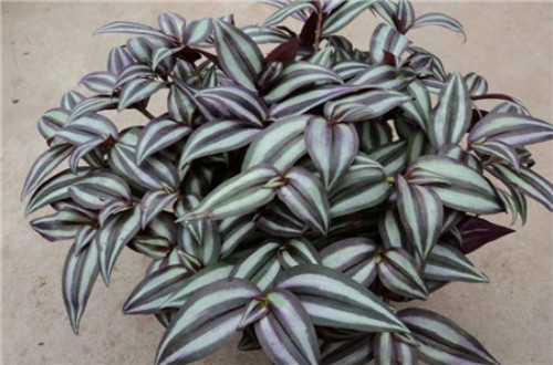 吊竹梅有毒吗可以放卧室吗 吊竹梅的功效与作用有哪些