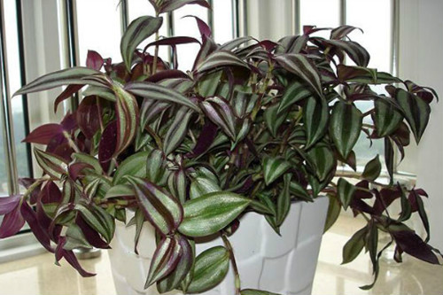 吊竹梅有毒吗可以放卧室吗 吊竹梅的功效与作用有哪些