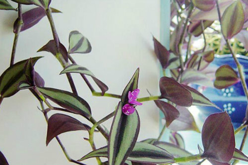 吊竹梅有毒吗可以放卧室吗 吊竹梅的功效与作用有哪些