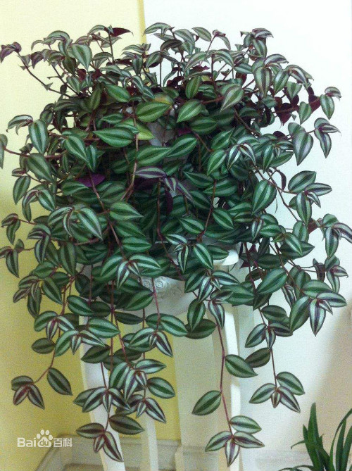 吊竹梅有毒吗可以放卧室吗 吊竹梅的功效与作用有哪些