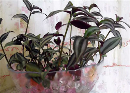 吊竹梅有毒吗可以放卧室吗 吊竹梅的功效与作用有哪些