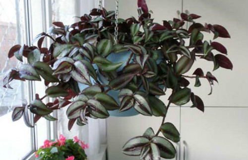 ����÷��ô��Ǥ���� ����÷����ֳ������ע�������ȫ