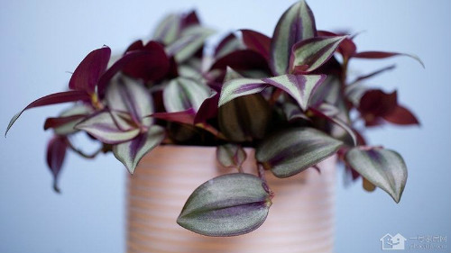 ����÷��ô��Ǥ���� ����÷����ֳ������ע�������ȫ