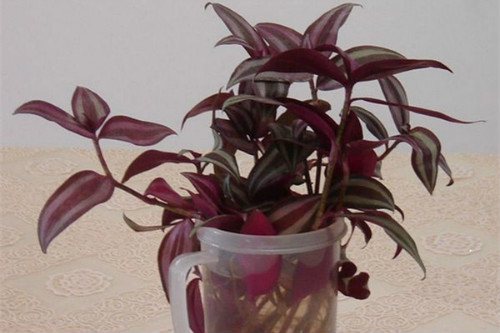 ����÷��ô��Ǥ���� ����÷����ֳ������ע�������ȫ