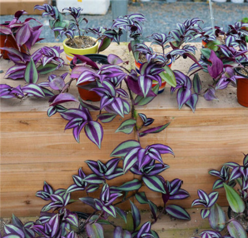 ����÷��ô��Ǥ���� ����÷����ֳ������ע�������ȫ