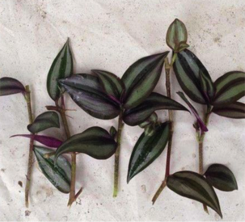 ����÷��ô��Ǥ���� ����÷����ֳ������ע�������ȫ