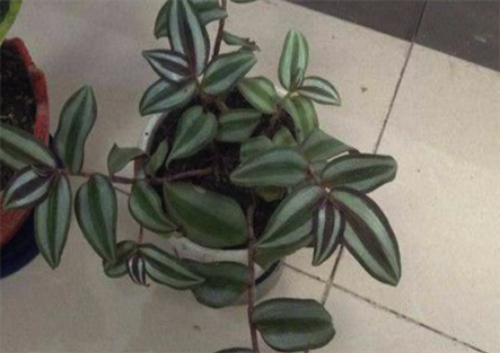 ����÷��ô��Ǥ���� ����÷����ֳ������ע�������ȫ