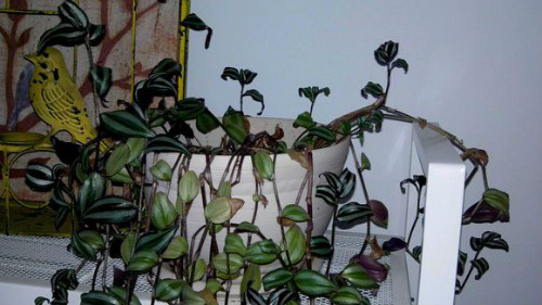 吊竹梅叶子发黄变干怎么办 吊竹梅叶子如何变紫补救办法