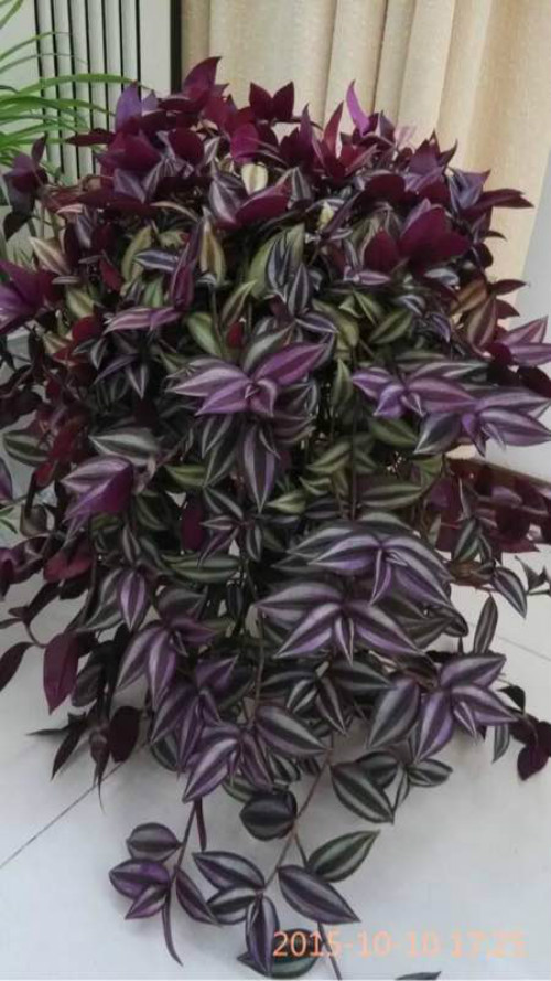 吊竹梅叶子发黄变干怎么办 吊竹梅叶子如何变紫补救办法