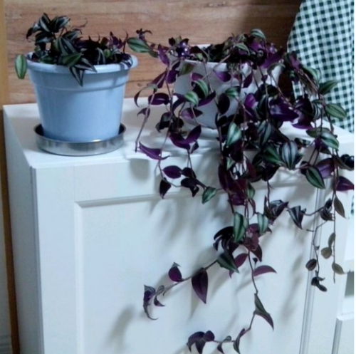 吊竹梅叶子发黄变干怎么办 吊竹梅叶子如何变紫补救办法