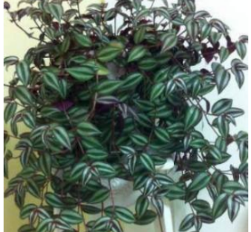 吊竹梅叶子发黄变干怎么办 吊竹梅叶子如何变紫补救办法