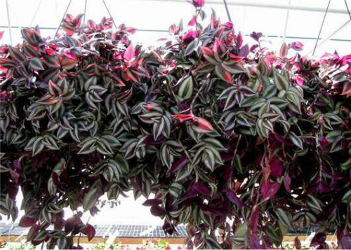 吊竹梅叶子发黄变干怎么办 吊竹梅叶子如何变紫补救办法