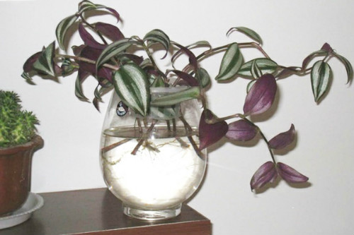 ����÷����ˮ���� ����÷ˮ����ֳ����  ˮ�����÷��ι���