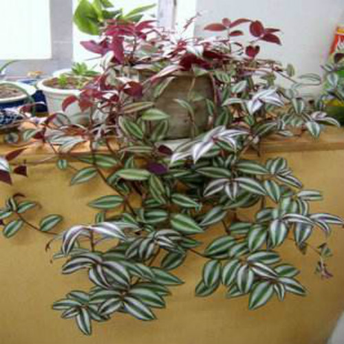 ����÷����ˮ���� ����÷ˮ����ֳ����  ˮ�����÷��ι���