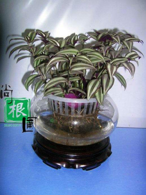 ����÷����ˮ���� ����÷ˮ����ֳ����  ˮ�����÷��ι���