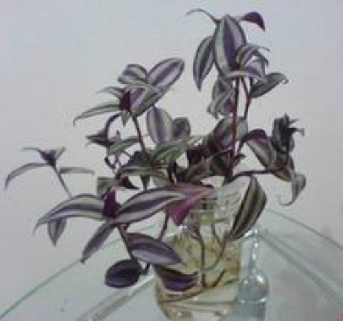 ����÷����ˮ���� ����÷ˮ����ֳ����  ˮ�����÷��ι���