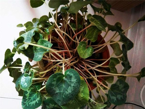 仙客来叶子发黄卷曲怎么办 仙客来叶子黄怎么修剪解决方法