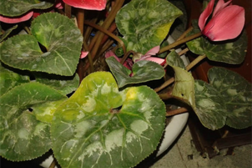 仙客来叶子发黄卷曲怎么办 仙客来叶子黄怎么修剪解决方法