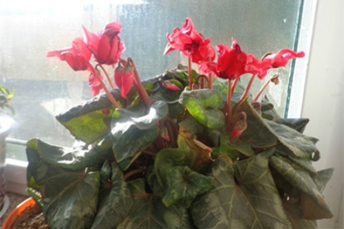 仙客来叶子发黄卷曲怎么办 仙客来叶子黄怎么修剪解决方法