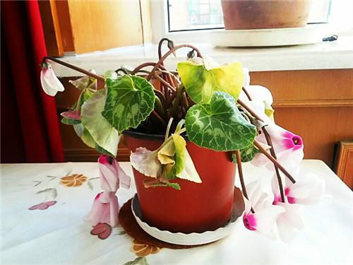 ɿҶӷƾô ɿҶӻô޼