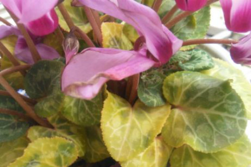 仙客来叶子发黄卷曲怎么办 仙客来叶子黄怎么修剪解决方法