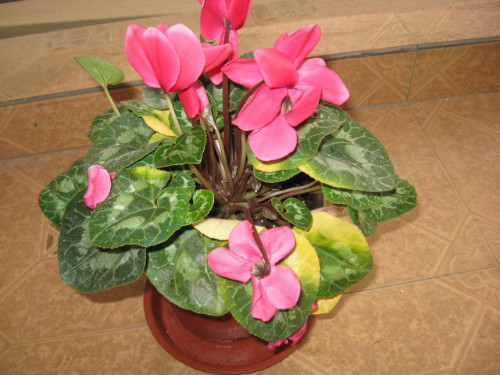 仙客来叶子发黄卷曲怎么办 仙客来叶子黄怎么修剪解决方法