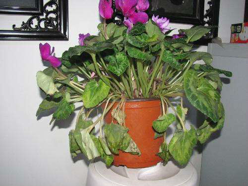 仙客来叶子发黄卷曲怎么办 仙客来叶子黄怎么修剪解决方法