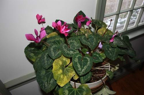 仙客来叶子发黄卷曲怎么办 仙客来叶子黄怎么修剪解决方法