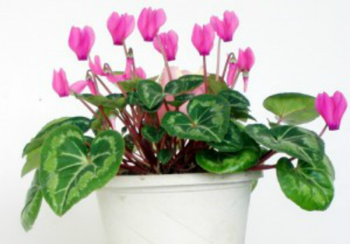 仙客来不开花怎么办 仙客来的养殖方法和注意事项有哪些