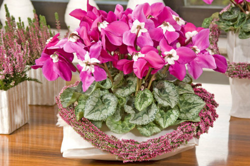 �ɿ�����������ô�� �ɿ�������ֳ������ע����������Щ