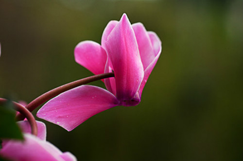 仙客来不开花怎么办 仙客来的养殖方法和注意事项有哪些