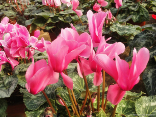 仙客来不开花怎么办 仙客来的养殖方法和注意事项有哪些