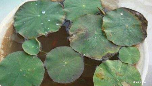碗莲叶子发黑腐烂怎么办还能活吗 碗莲叶子发黑简易处理方法