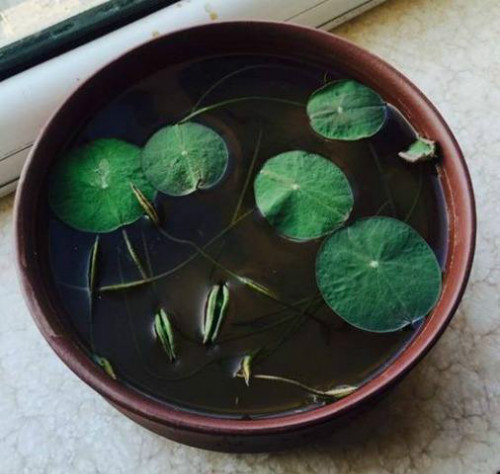 碗莲叶子发黑腐烂怎么办还能活吗 碗莲叶子发黑简易处理方法