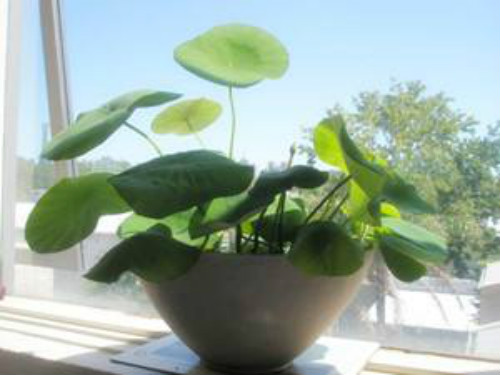 碗莲叶子发黑腐烂怎么办还能活吗 碗莲叶子发黑简易处理方法