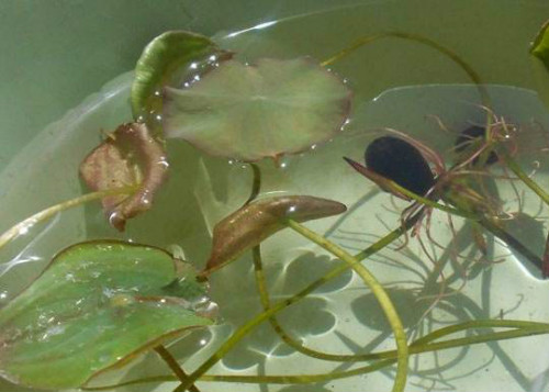 碗莲叶子发黑腐烂怎么办还能活吗 碗莲叶子发黑简易处理方法