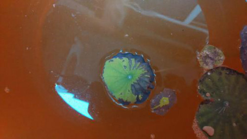 碗莲叶子发黑腐烂怎么办还能活吗 碗莲叶子发黑简易处理方法