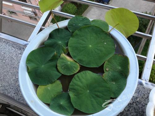 碗莲叶子发黑腐烂怎么办还能活吗 碗莲叶子发黑简易处理方法