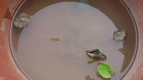 碗莲叶子发黑腐烂怎么办还能活吗 碗莲叶子发黑简易处理方法